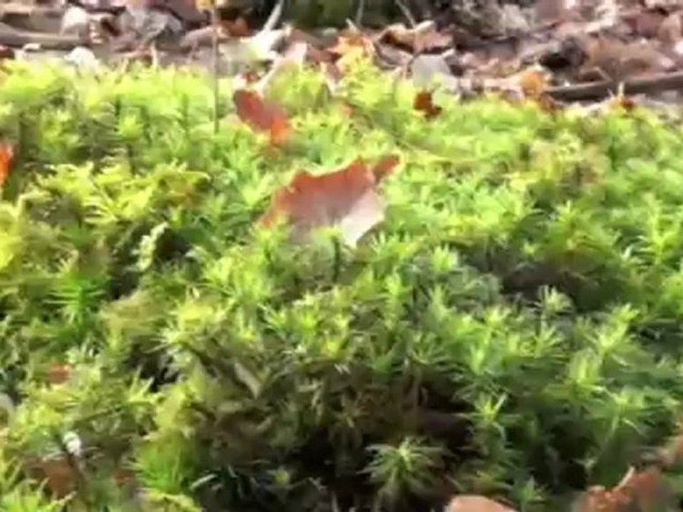 Film 2 sur l'animation nature par David