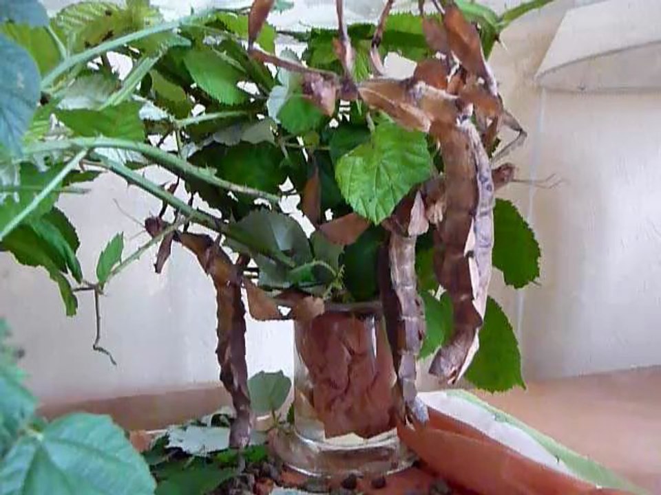 Danse electo phasmes à tiare