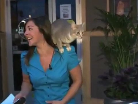 Un journaliste de la Fox interrompue ... par un chat