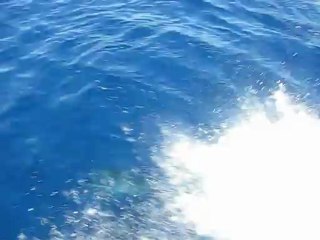 Dauphins de Méditerranée