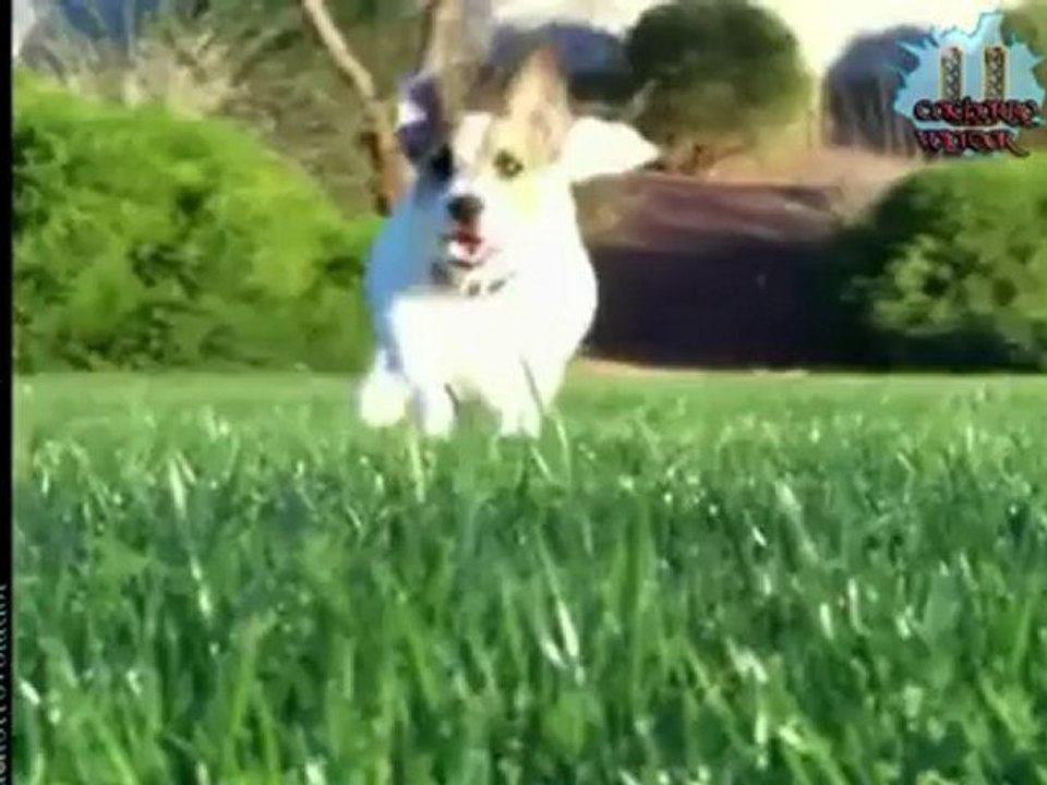SUPERPERRITO