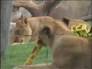 Leones disfrutando del enriquecimiento ambiental especial - Expedición África verano 2012