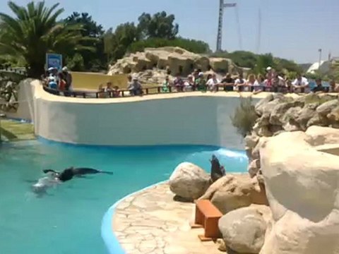 Les otaries font mumuse