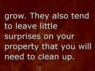 Why Is It Important To Install Automatic Gates?