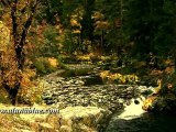 Stock Video - Autumn Gold clip 05 - Stock Footage - Fall Colors - Video Backgrounds