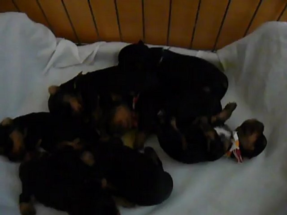 BB Elice & Falcon 087