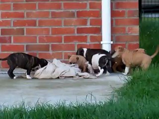 Puppies 5 Weeks Angels Of Paradise (2)