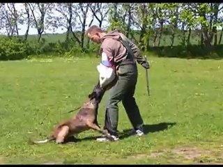 Daneskjold Ulva training protection