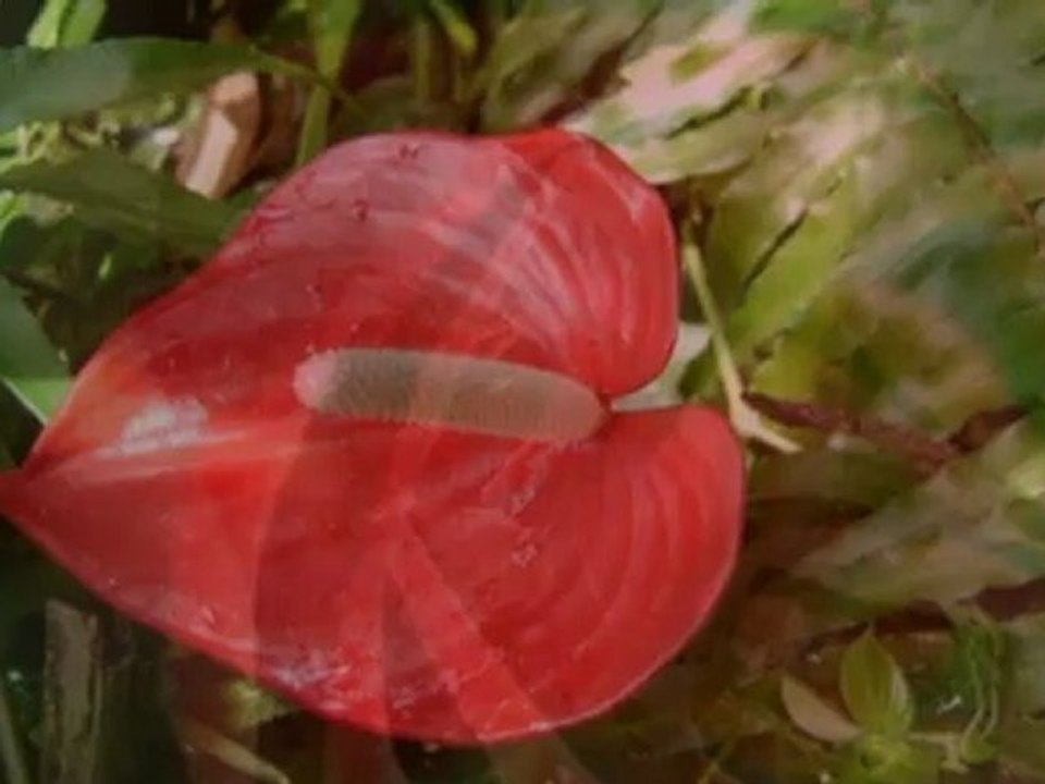 Jumy - Fleurs