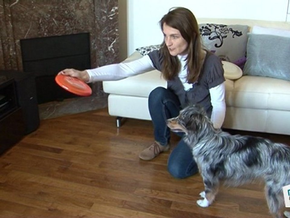 Cours Dressage chien au frisbee