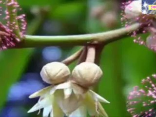 Alpana Bandopadhyay- Bokul Gondhey