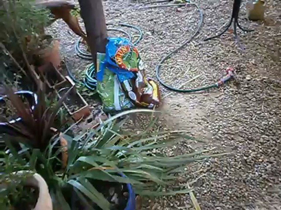 Redden le 10-07-12 dans le jardin n° 4