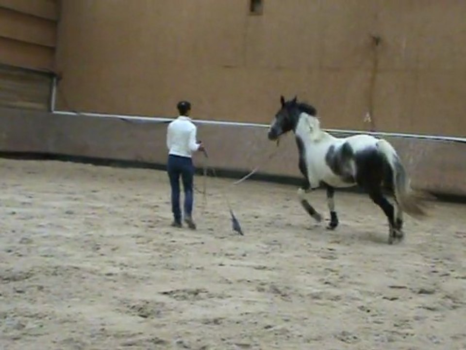 Désensibilisation - Cercler - Ramener - Envoyer - au trot