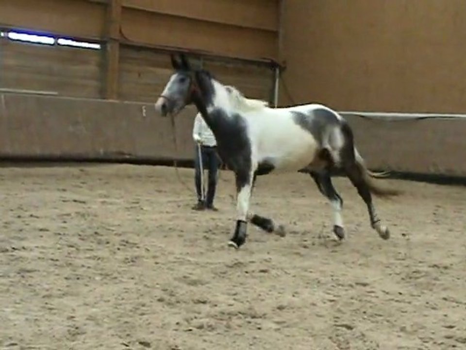 Cercler - varier le diametre en restant au trot