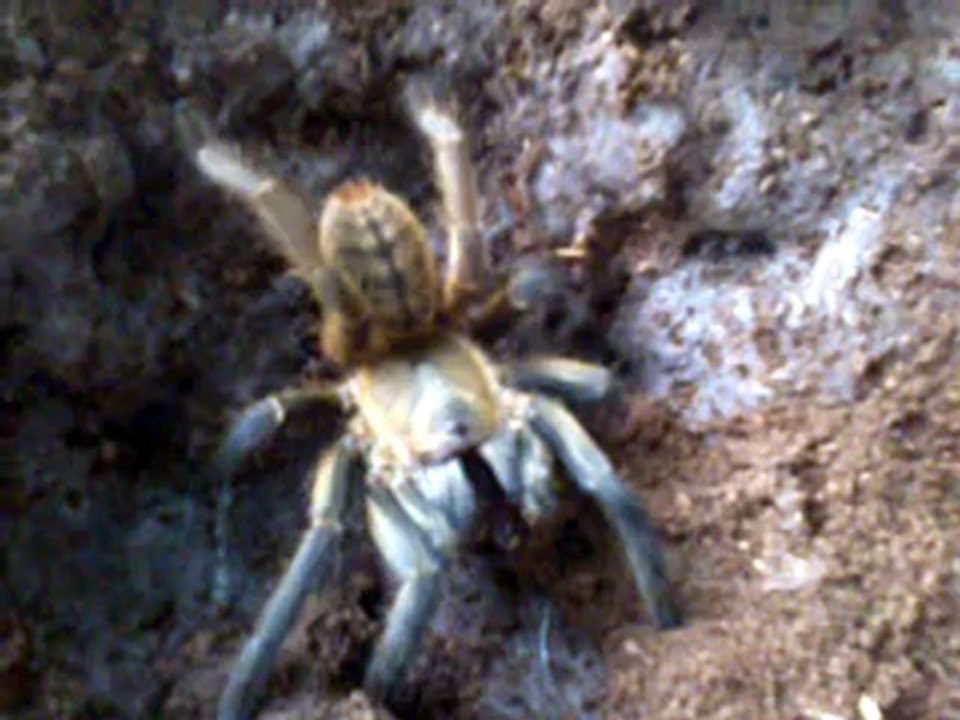 Female Haplopelma hainanum - quick feeding video