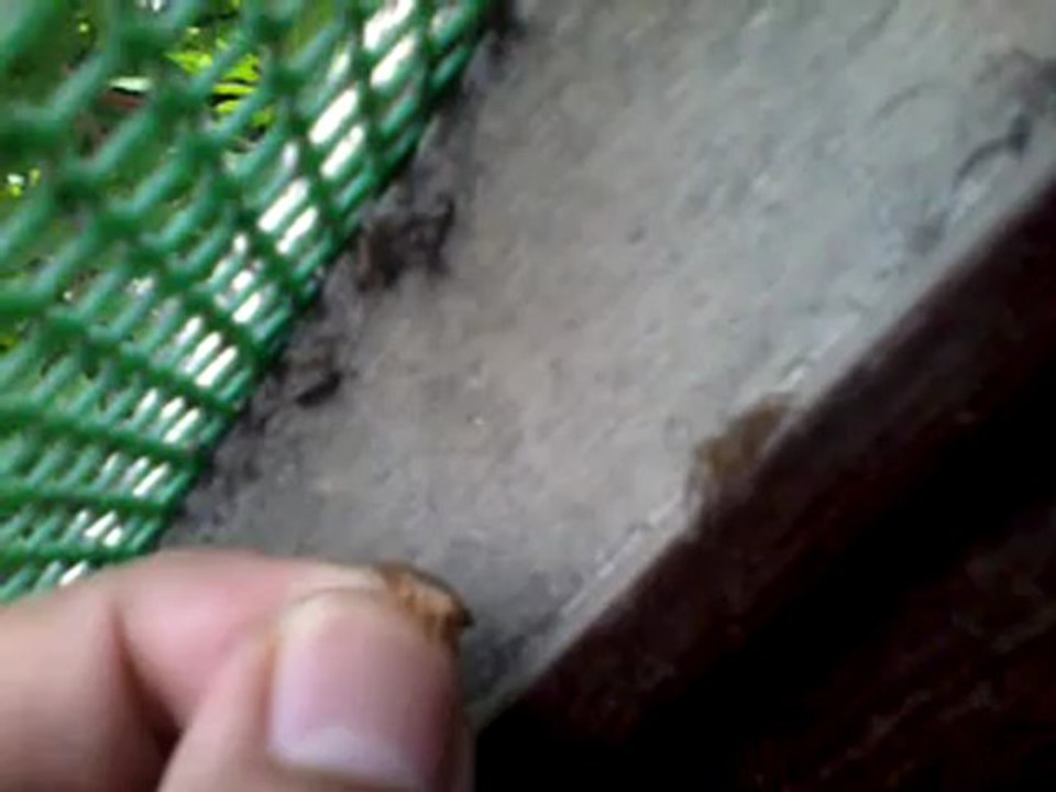 Jumping spider - hand feeding 2 - failed