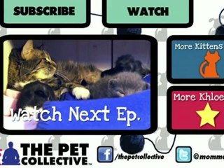 Милый котенок испугался: что делать и как помочь 🐱