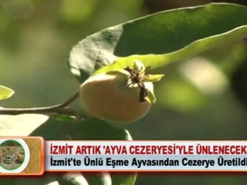İZMİT ARTIK 'AYVA CEZERYESİ'YLE ÜNLENECEK