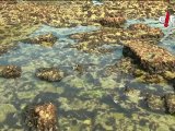 Teknopolis: Algas, la hierba del mar