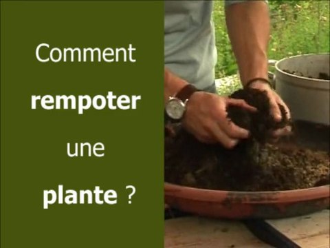 Comment rempoter une plante ?