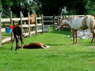 Sieste au soleil entre Prairie et les bb