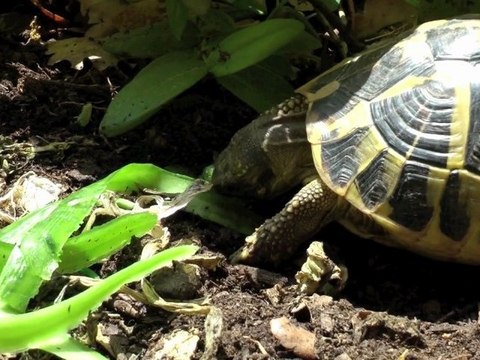 Tortues d'Hermann - Fins gourmets 1