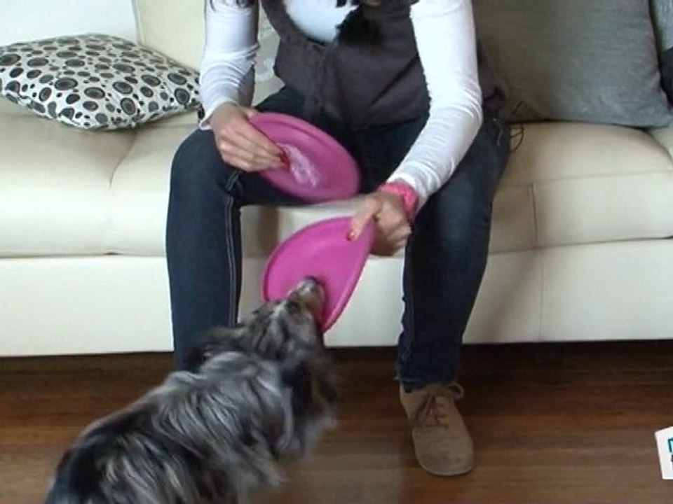 Dressage chien: rapporter un objet