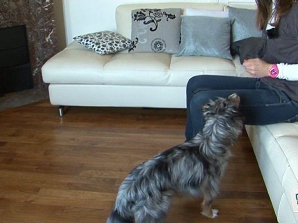 Comment dresser un chien ?