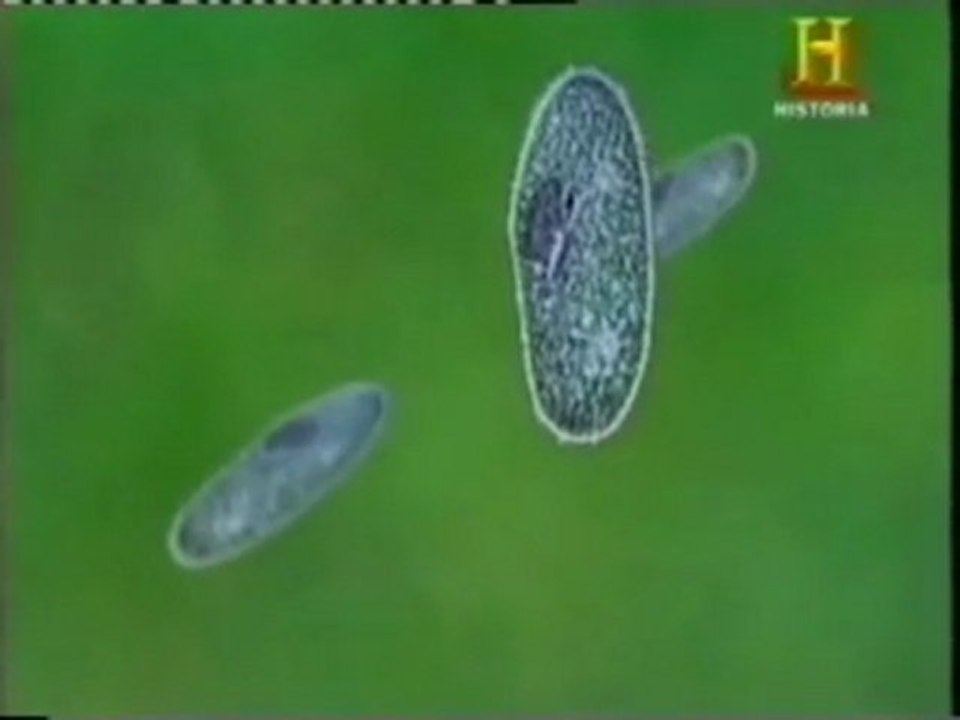 Origen de la vida: De la fotosintesis a la reproduccion sexual