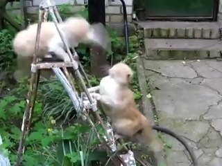 Битва титанов