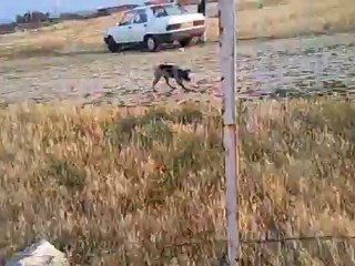 MEX aport eğitimi..