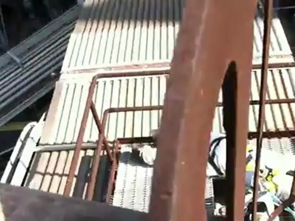 Bee Swarm Removal By Bee Green in Long Beach, Ca ...