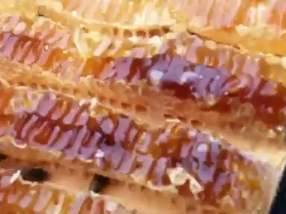 Live Bee Removal By Bee Green Natural Bee Removal in ( ...