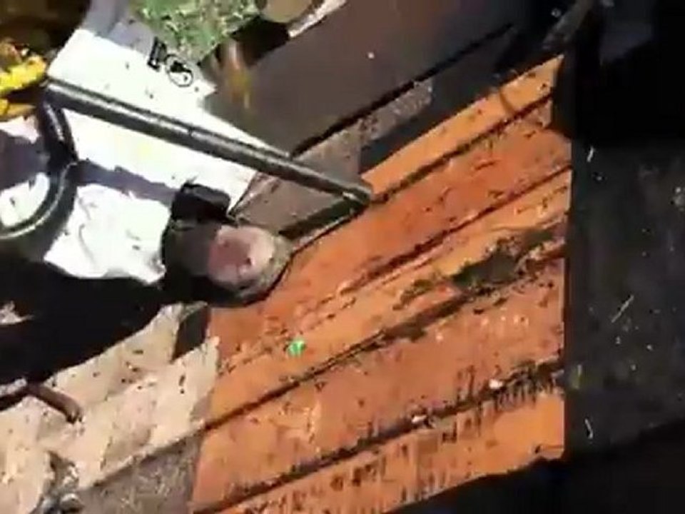 Live Bee Removal By Bee Green Natural Bee Remolval in ( ...