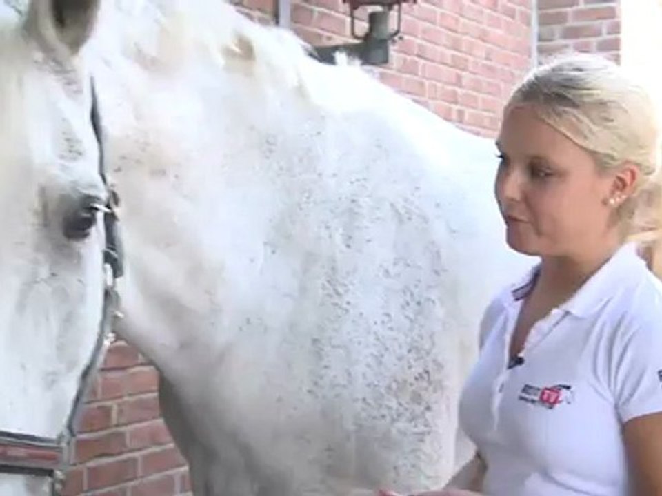 Grooming of horses