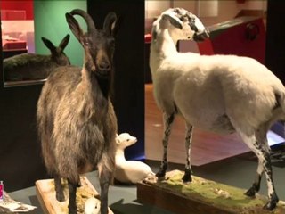 Animaux domestiques, la nouvelle exposition du musée Lecoq
