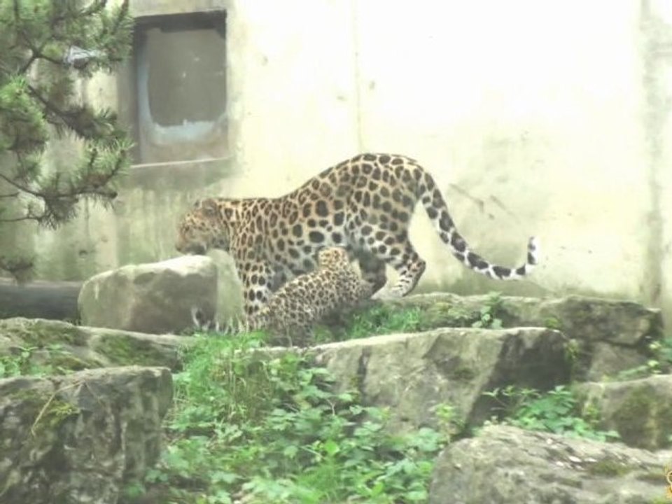 Premiers pas d’Argoun, petite panthère de l’Amour, à l'extérieur