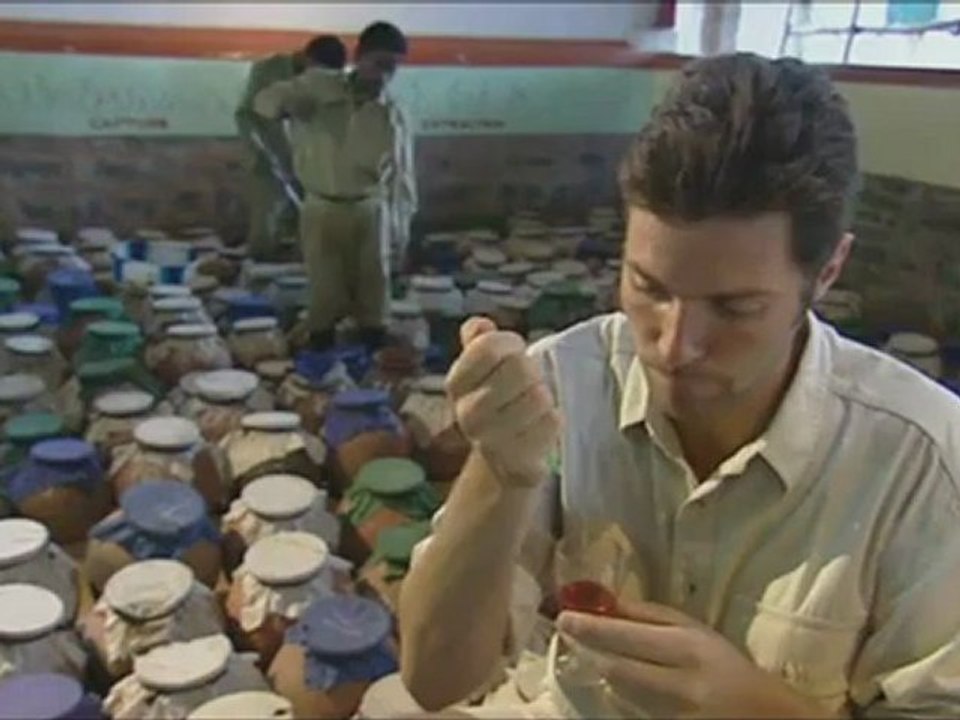 L'effet du venin de serpent dans le sang humain