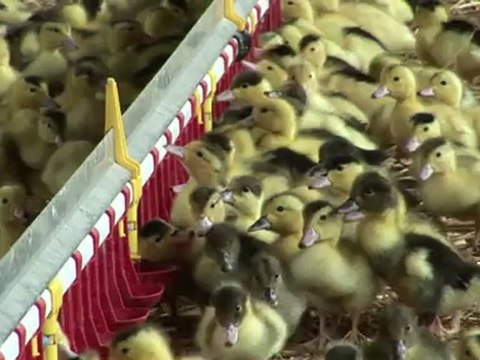 French foie gras makers find US ban hard to swallow