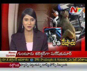 Monkey drinking Petrol in parked bykes