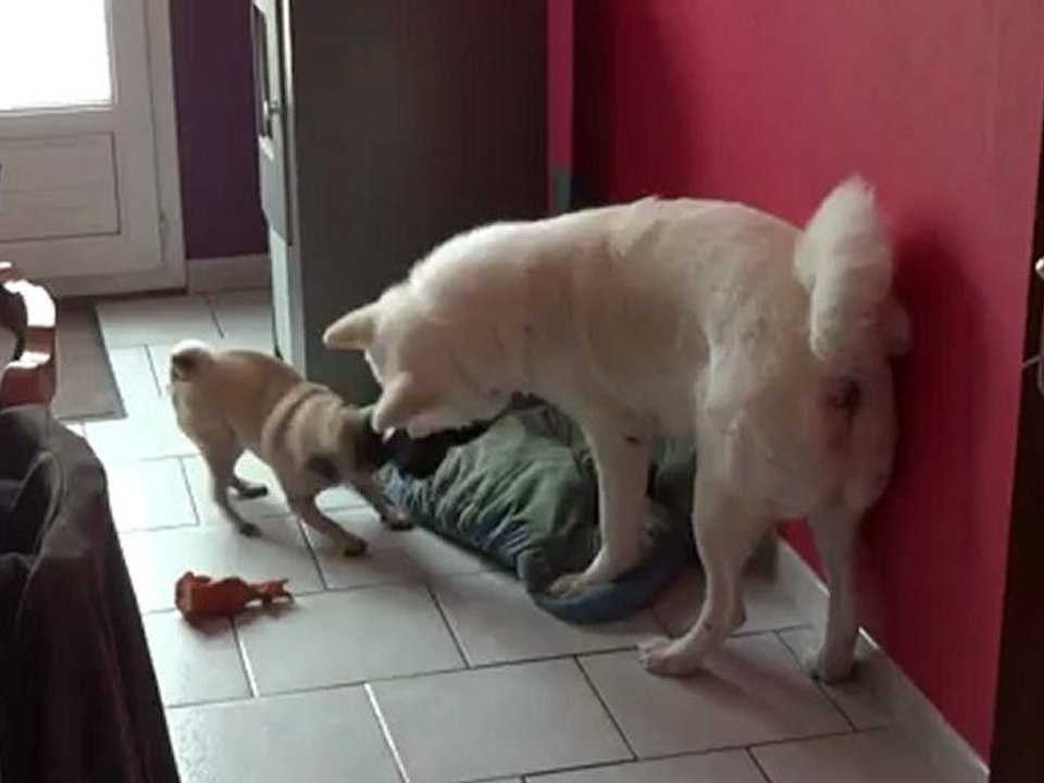 oliver mon akita inu qui s'amuse avec kenza mon carlin femelle