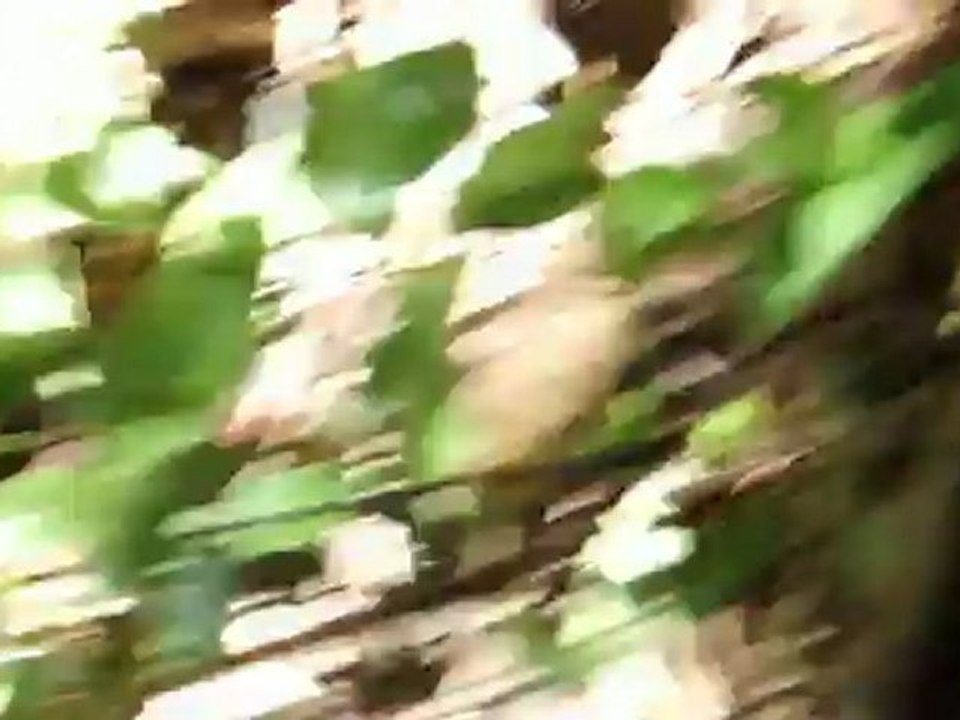 sauvetage d'une cigale