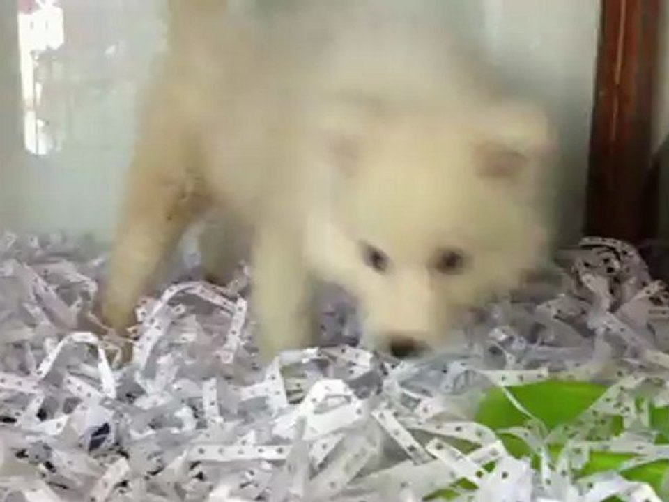 KAR BEYAZ SAMOYED YAVRULARI 0533 397 45 77