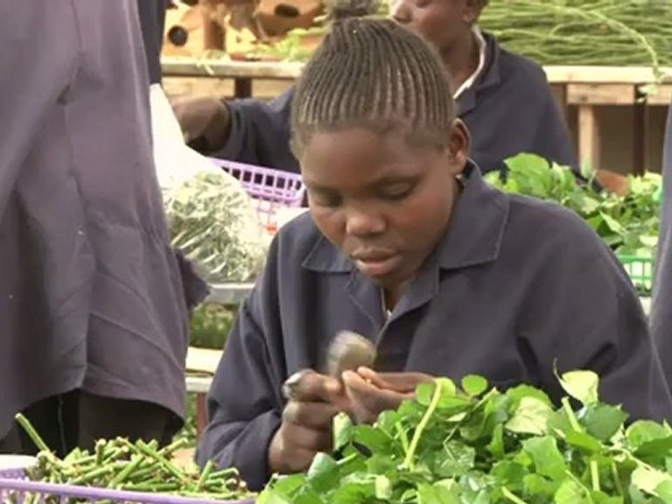 Kenya flower farms go green to beat economic cr...