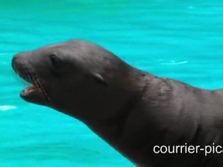 Un bébé otarie au zoo d'Amiens