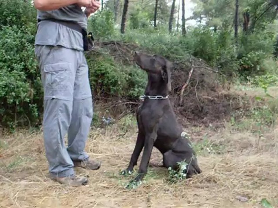 Kurzhaar Eğitimi,Av Köpeği Eğitimi