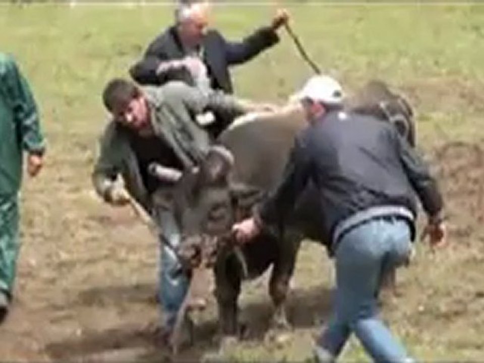 Kafkasör Festivali 2012 Boğa Güreşleri-Küçük Orta  Boy Final Güreşi