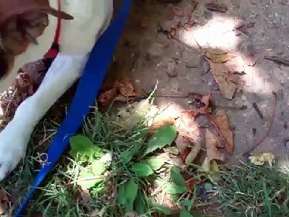 5 Tips for Running and Hiking with your Dog in the Heat