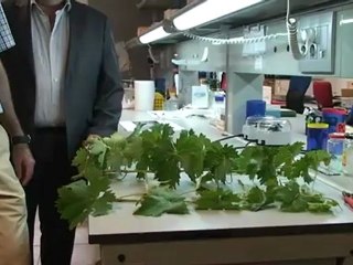 Identifican a los progenitores del tempranillo, la uva tinta más extendida de España