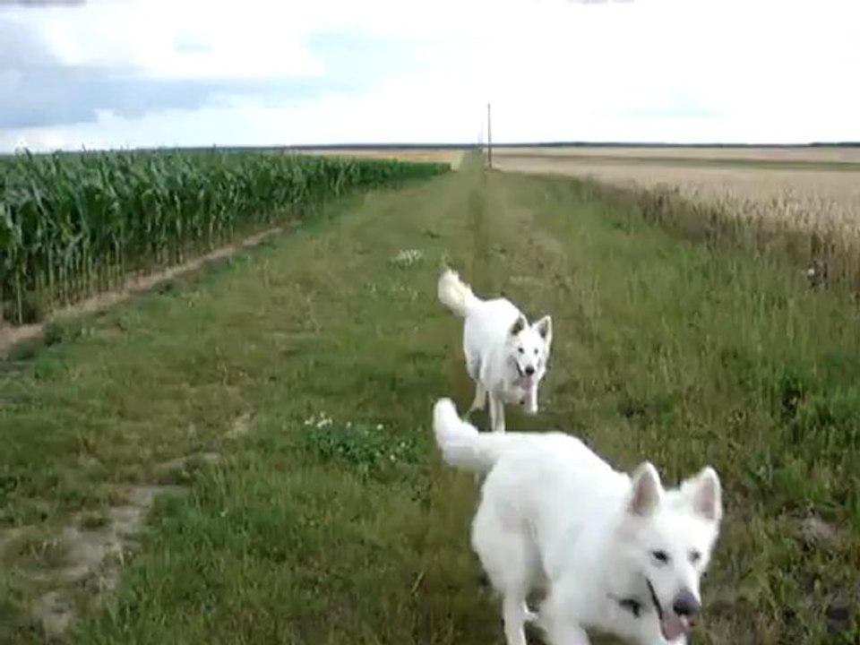 Rappel des 3 loustics